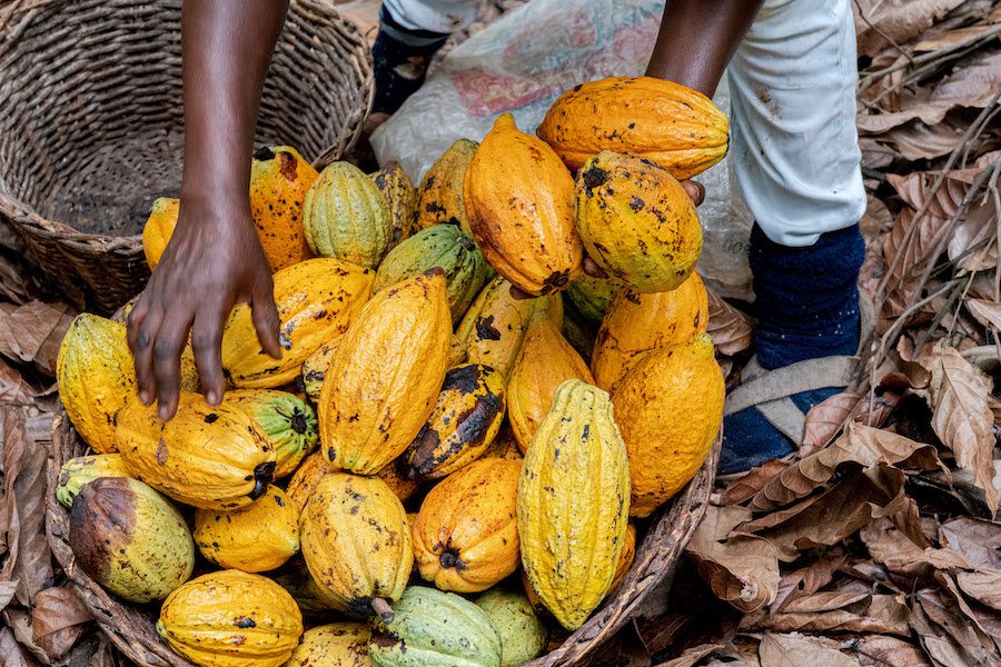 Cocoa Price Gap Threatens COCOBOD Finances as World Market Softens