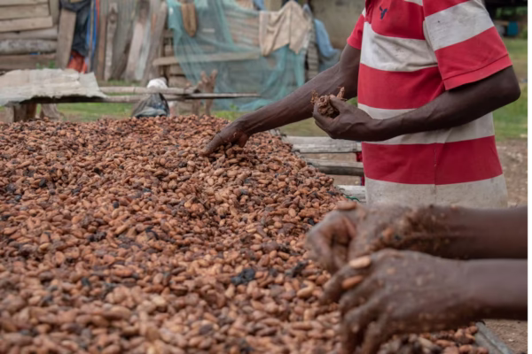 After the Cocoa Boom: What the Global Price Crash Means for Ghana’s Economy, Farmers, and Chocolate Industry