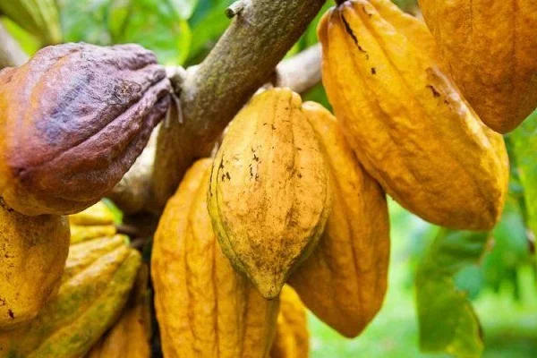Cocoa Financing Crisis Puts Ghana’s $400 Million Supply Chain Under Pressure