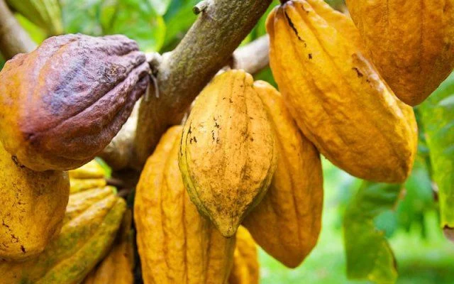 Cocoa Financing Crisis Puts Ghana’s $400 Million Supply Chain Under Pressure