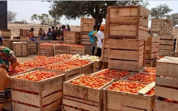 Ghana Trade News: Colombia Port Deal, DVLA Crackdown, Burkina Faso Tomato Ban