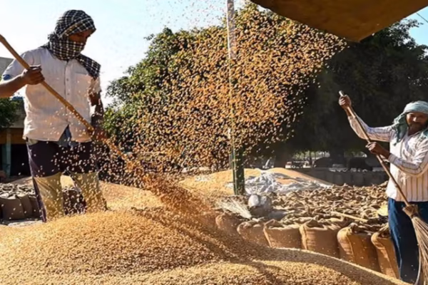 Egypt’s Record Wheat Procurement Shows Premium Pricing Strategy Paying Off