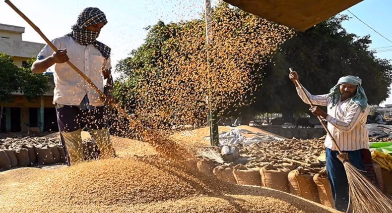 Egypt’s Record Wheat Procurement Shows Premium Pricing Strategy Paying Off